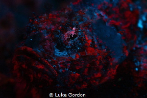 Scorpionfish Fluorescence by Luke Gordon 